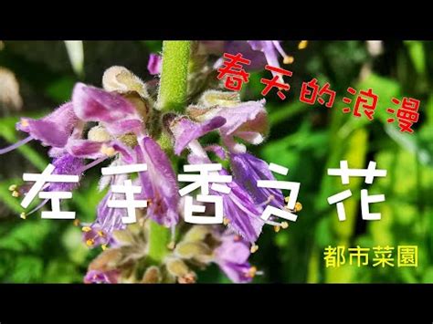 左手香開花風水